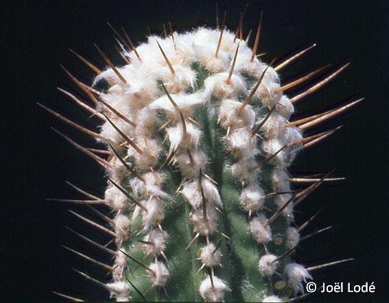 Copiapoa bridgesii ©JLcoll.737